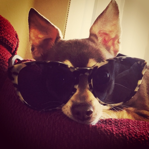 Meet your Posher, Coco - Picture 2 of 3